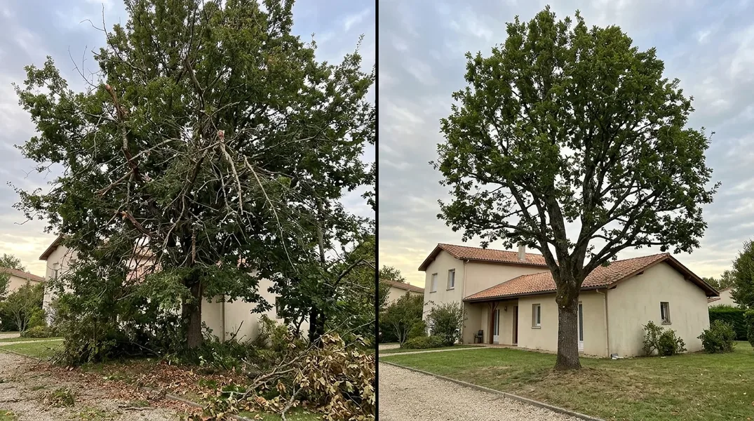 Peut-on abattre un arbre à Pessac dans un espace boisé classé ou un secteur protégé et quelles autorisations demander ?