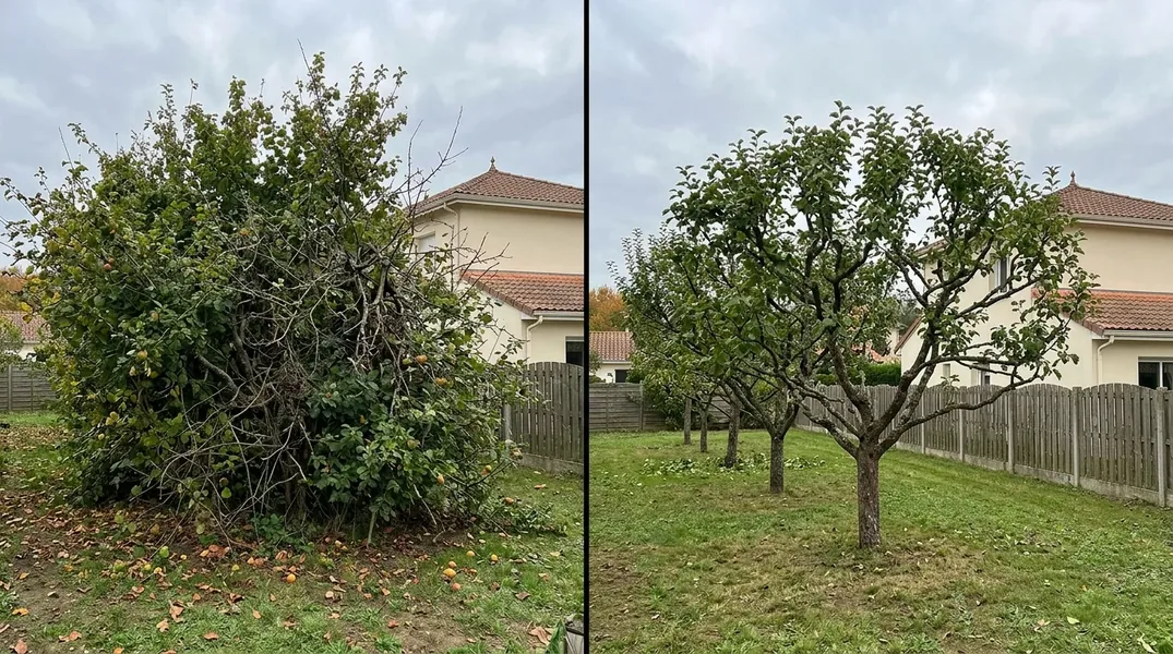 Comment élaguer un arbre dans une échoppe ou un jardin de lotissement à Pessac ?