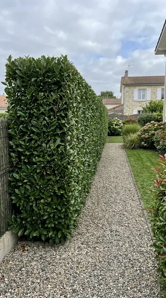 Taille de haies Pessac